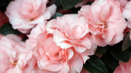 Close up of blooming beautiful azalea. Pink flowers bouquet of Rhododendron plant. Present for home while quarantine.
