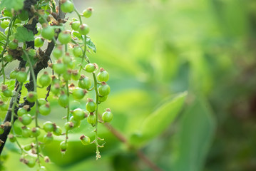 Unripe currant berry on the tree branches close up background.