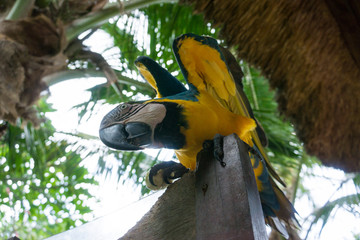 parrot on a tree