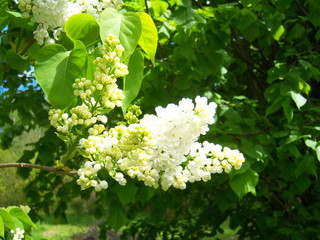 white lilac