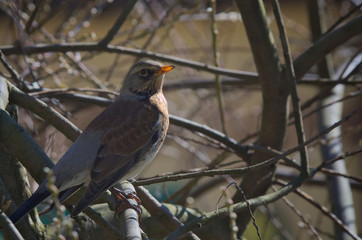 Wśród gałęzi © Tomek Kiecana