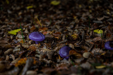 Cortinarius magellanicus 4