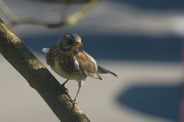 Kwiczoł na poczylni © Tomek Kiecana
