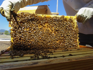 Les ruches et leurs miel 