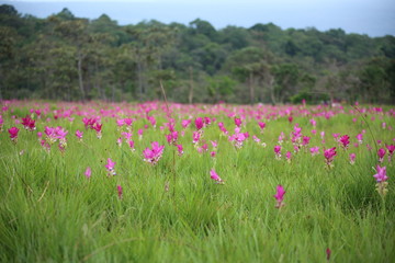 Krachiew flower field at Sai Thong National Park in Chaiyaphum, Thailand