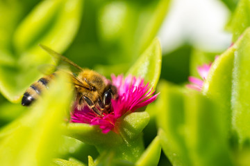 A bee collecting pollen on red. Macro photography