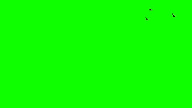 Group of cranes flying in super slow motion against green screen