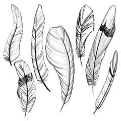 set of feathers. black and white sketch.