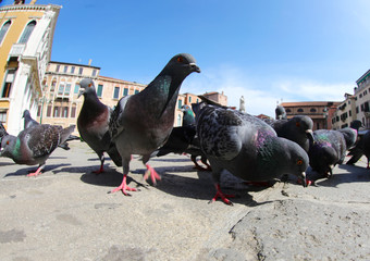 many pigeons that eat crumbs in a European city