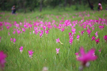 Krachiew flower field at Sai Thong National Park in Chaiyaphum, Thailand