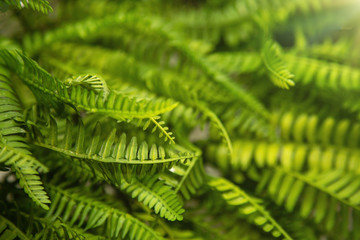 Background of green twigs and leaves