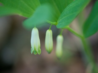 Polygonatum odoratum - Fragrant Heron is a perennial, 15 to 50 cm tall herb.