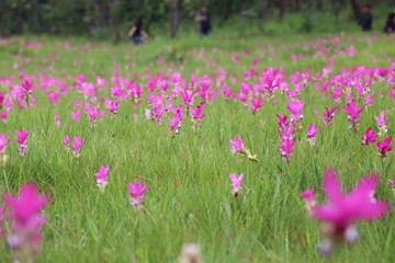 Krachiew flower field at Sai Thong National Park in Chaiyaphum, Thailand