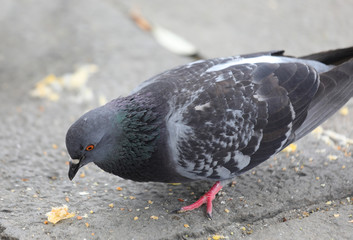 Fat gray urban pigeon while eating crumbs in the town square