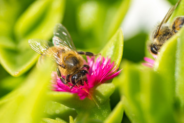 A bee collecting pollen on red. Macro photography