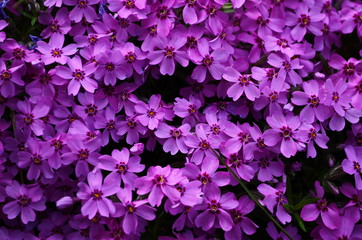 The phlox is awl-shaped pink. Flower vegetable background vertically. Close up. Macro.