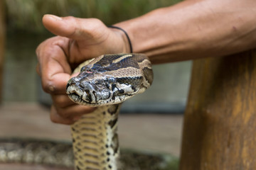 snake in the hand