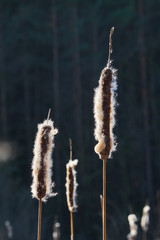 Close-up view of dry cattail, reedmace or bulrush spikes with cottonlike fluffy white shimmering hairs against winter sunlight.
