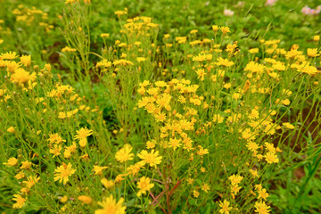 Bright yellow flowers in a green meadow