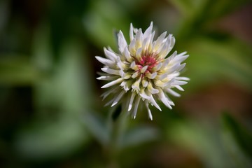 Meadow clover (Trifolium pratense), a dicotyledonous herb of the legume family, is incorrectly referred to as red clover.