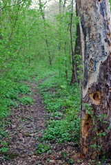 Obraz premium forest road trough the green forest in summer day