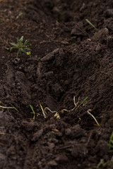 The process of planting germinated corn kernels