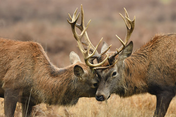 Red deer cervus elaphus in autumn colours