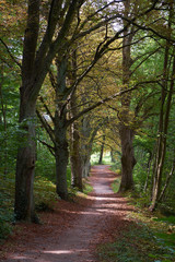 Obraz premium Sunlit path way through an alley of old forest trees in an urban park in autumn.