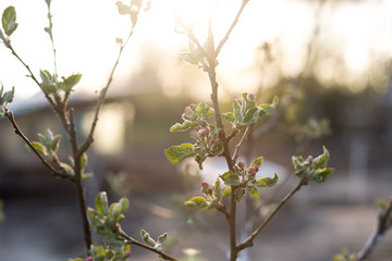 Blooming branch of a young apple tree on a sunset background.