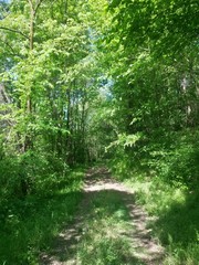 forest road trough the green forest in summer day