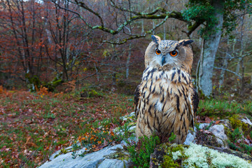 EURASIAN EAGLE OWL - BUHO REAL (Bubo bubo)