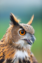 EURASIAN EAGLE OWL - BUHO REAL (Bubo bubo)