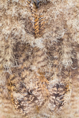 EURASIAN EAGLE OWL - BUHO REAL (Bubo bubo)