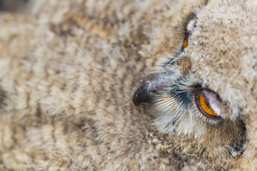 Naklejka na ściany i meble EURASIAN EAGLE OWL - BUHO REAL (Bubo bubo)