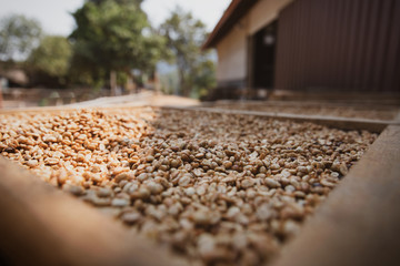 Close up of drying processing of coffee after skin and pulp are removed by the sun in plastics dome but some or all of the mucilage (Honey) remains.