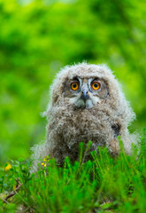 EURASIAN EAGLE OWL - BUHO REAL (Bubo bubo)