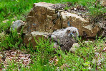 Fototapeta premium EURASIAN EAGLE OWL - BUHO REAL (Bubo bubo)