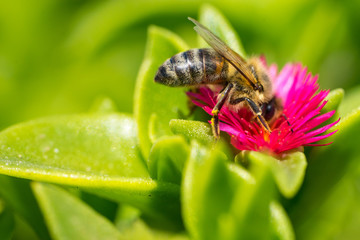 A bee collecting pollen on red. Macro photography