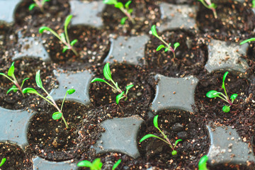 Small green plants in a tray with earth. Spring seedlings. Green leaves.