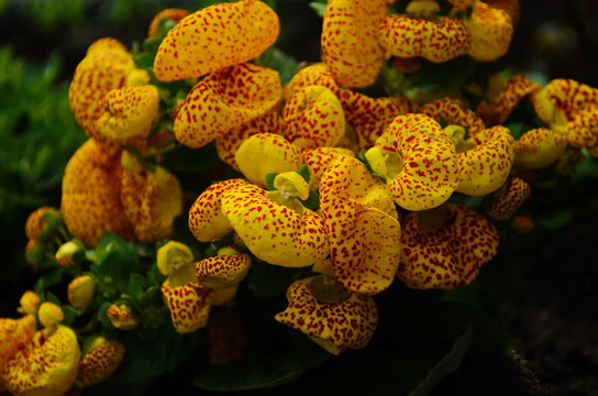 colorful of calceolaria and green leaf with sun light,