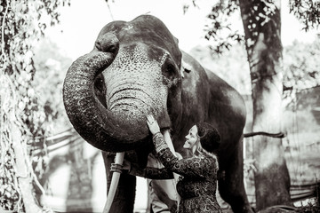 beautiful girl next to an elephant - 351182087