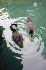 A black swan swimming on a pool of green water.