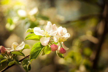 Kwiaty jabłoni 