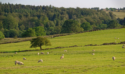 Fototapeta na wymiar Farm Buildings on a Hill overlooking the fields in the Valley below with sheep grazing near to the Fewston Reservoir in West Yorkshire.
