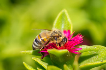 A bee collecting pollen on red. Macro photography