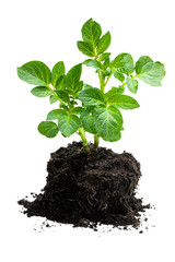 Potato bush without flowers in soil isolated on white