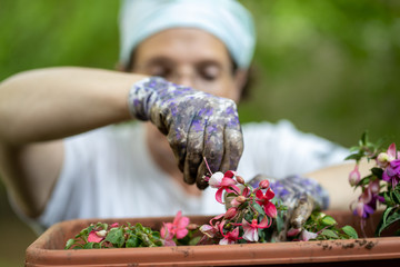 Caucasian woman planting flowers wearing gardening gloves. Blurred background of face, wearing a white tshirt, bandana, glasses.