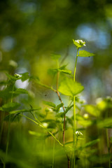 green grass and blue sky