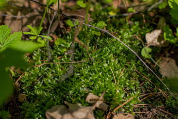green moss on the ground