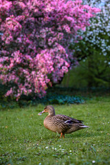 Kirschblüte